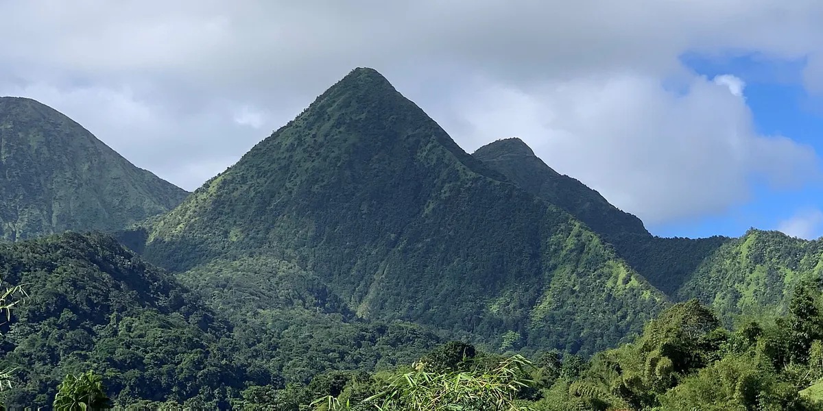 Forêt tropicale humide sur les reliefs des Pitons du Carbet dans le nord de la Martinique